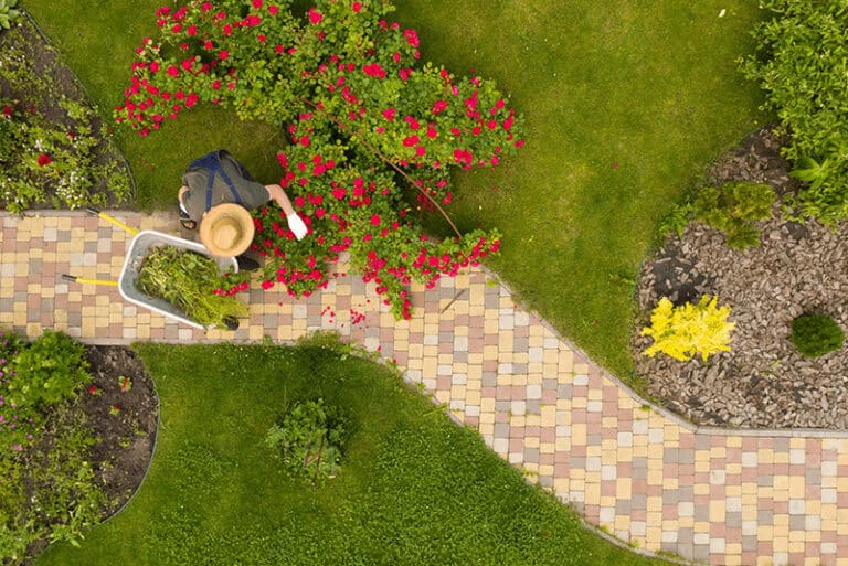 overhead shot of a gardener working on a rose bush along a stone path